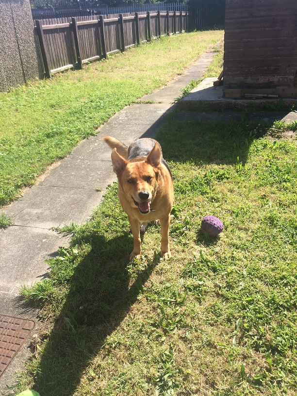 Charlie - Wirral